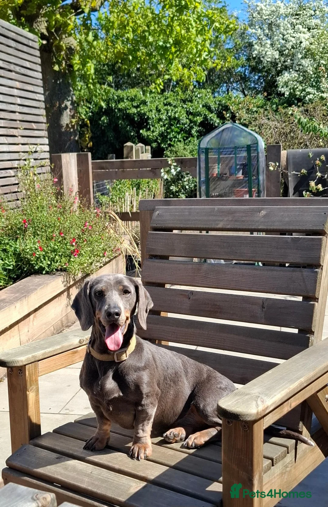 Miniature Dachshund dogs for sale: Beautiful Mini Wirehaired Dachshund Babies  in Chatteris - Advert 2