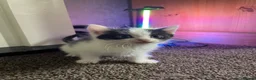 Mixed Breed cats for sale: 5 friendly kittens for sale.  - Advert 14