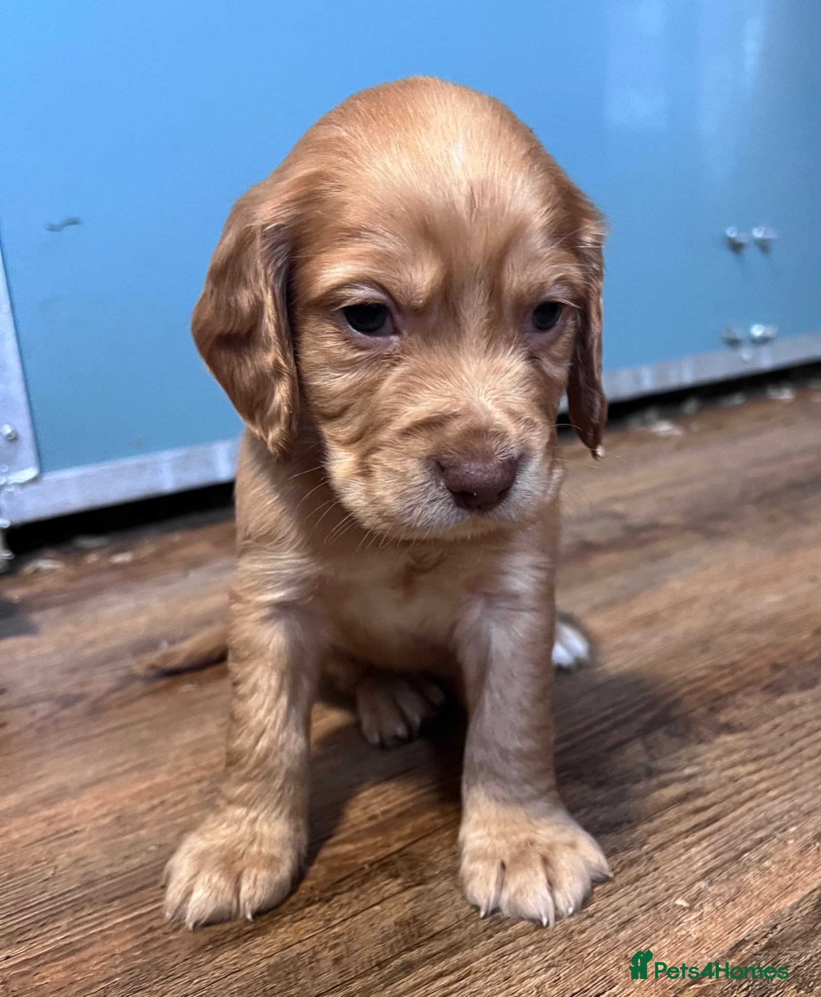 Cocker Spaniel dogs  FOX RED KC COCKER PUP HEALTH TESTED PARENTS - Advert 7