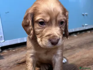 Cocker Spaniel dogs FOX RED KC COCKER PUP HEALTH TESTED PARENTS - Advert 7