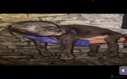 Presa Canario dogs for sale: Beautiful presa canario puppies!! - Advert 11