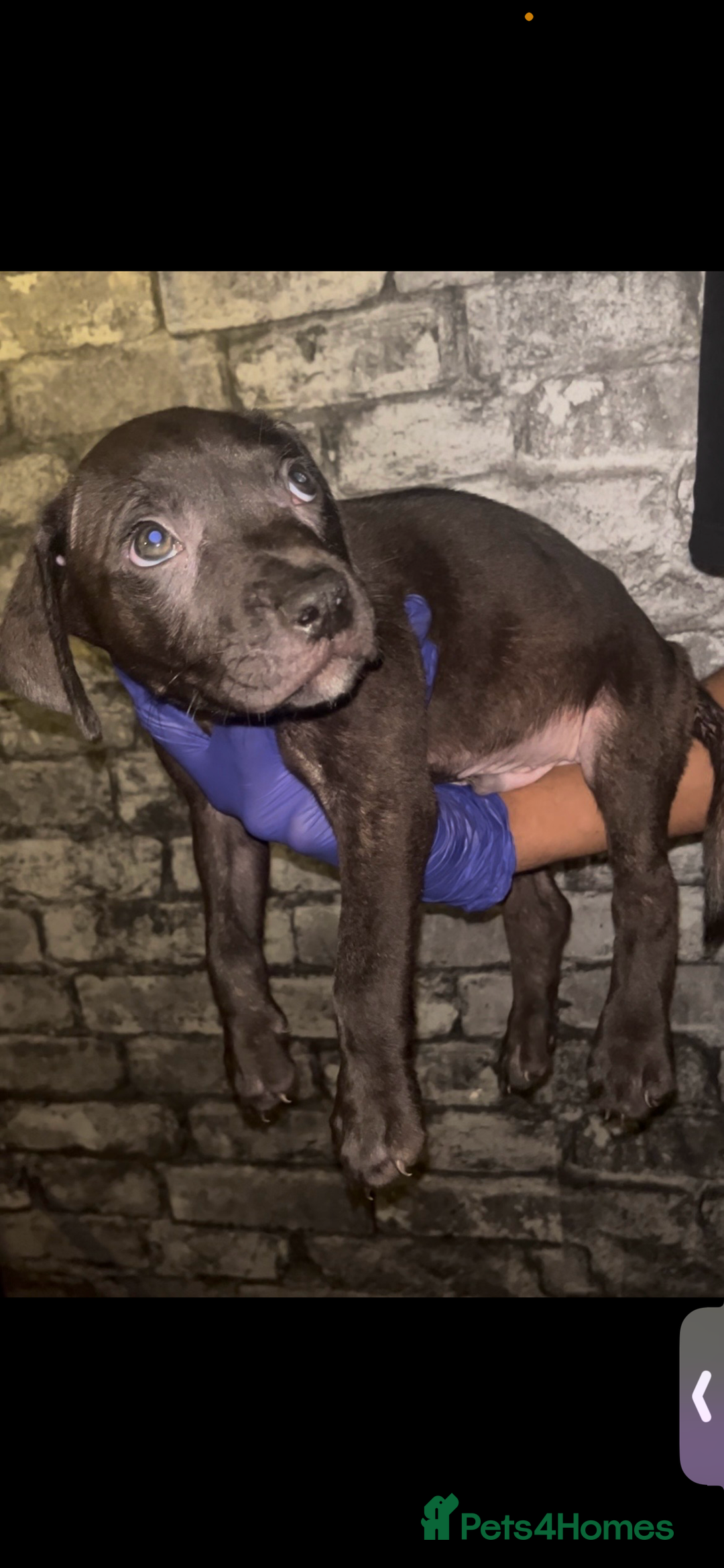 Presa Canario dogs for sale: Beautiful presa canario puppies!! - Advert 11