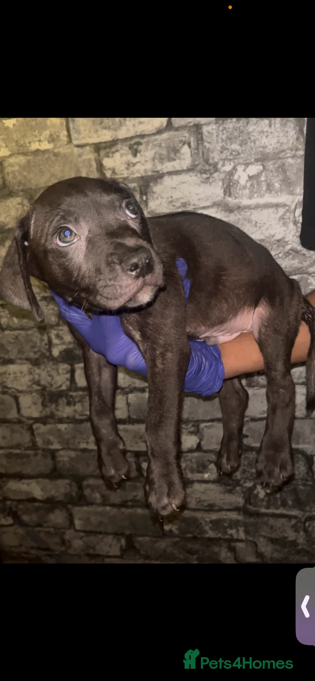 Presa Canario dogs for sale: Beautiful presa canario puppies!! - Advert 11