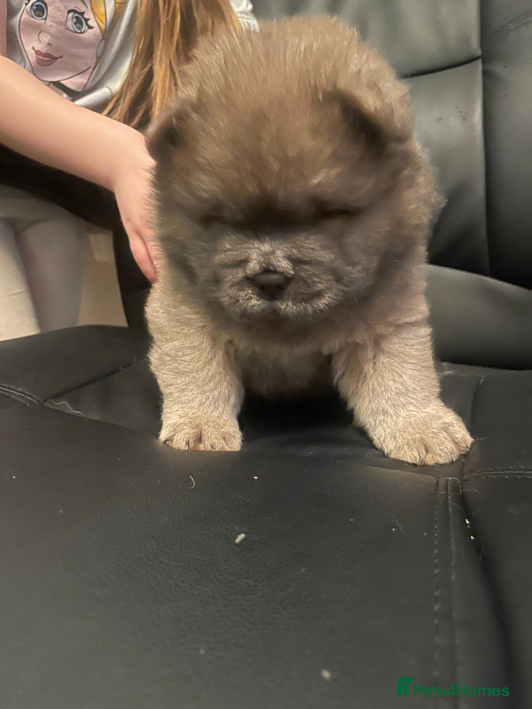 Chow Chow dogs for sale:  Chow chow  - Advert 5