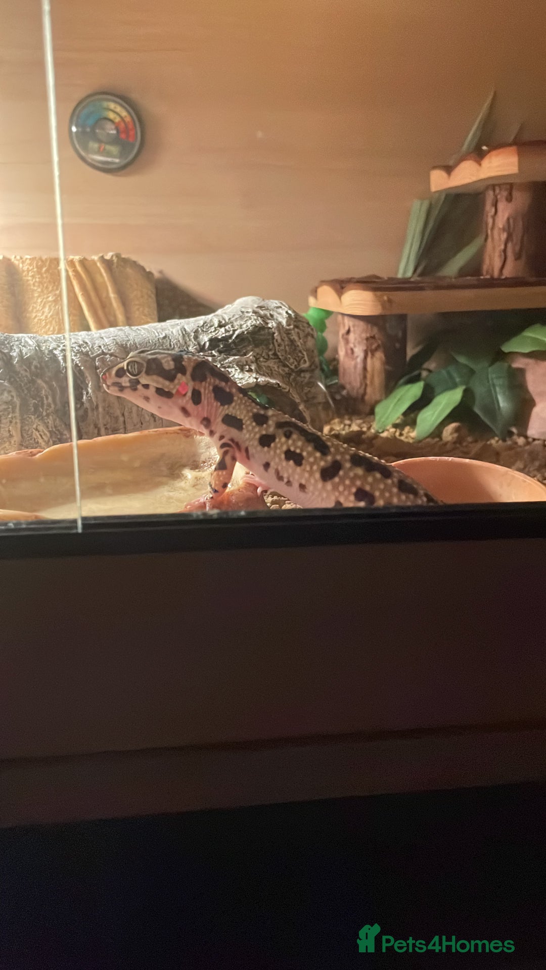Gecko reptiles for sale: Leopard gecko female  - Advert 1