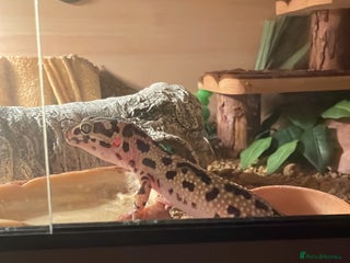 Gecko reptiles Leopard gecko female - Advert 1