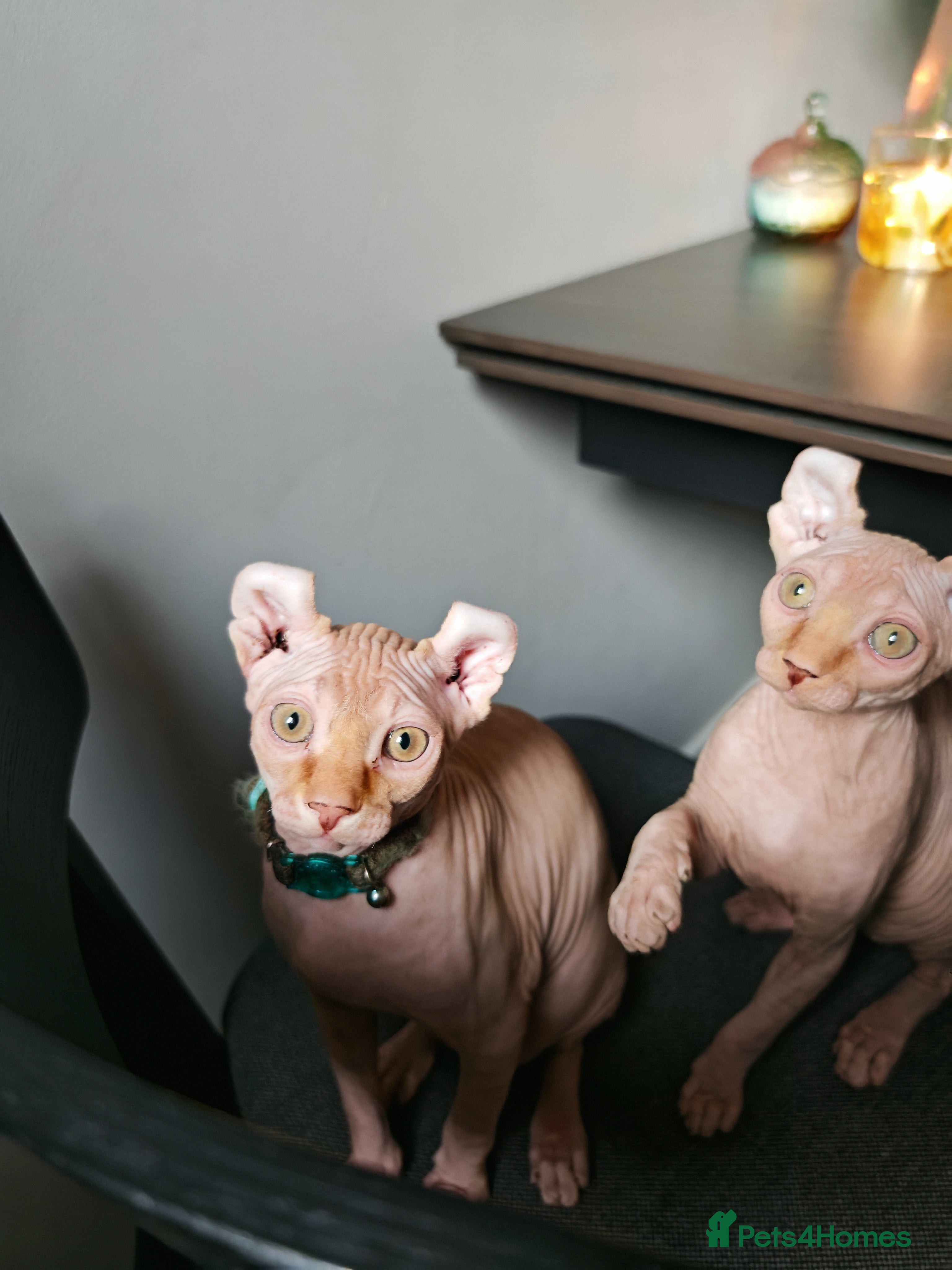 Sphynx cats 2 Ginger Unique Elf Boys left! READY NOW - Advert 1