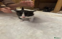Ragdoll cats for sale: Half ragdoll stunningly marked kittens  - Image 22