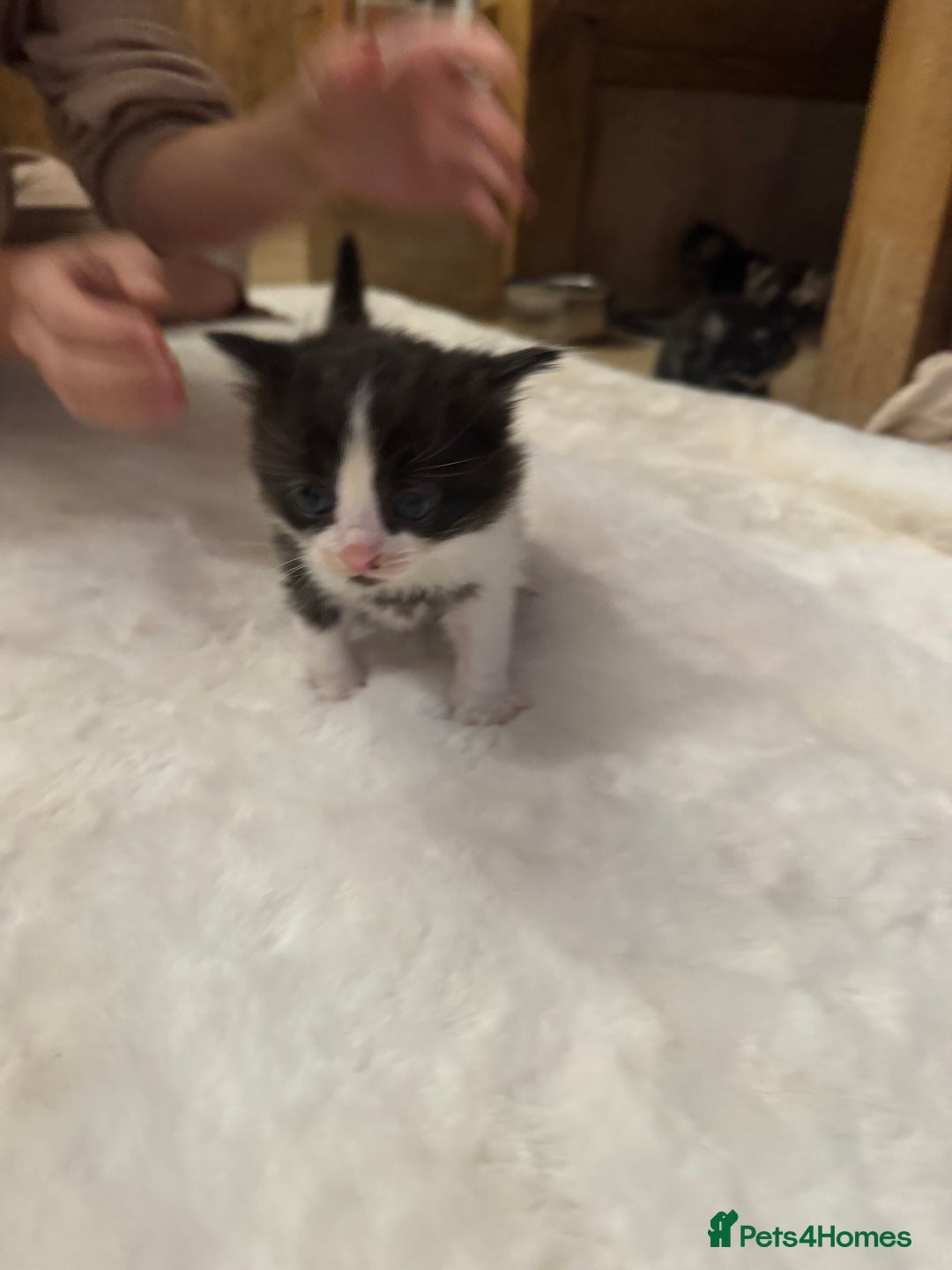 Ragdoll cats for sale: Half ragdoll stunningly marked kittens  - Image 22