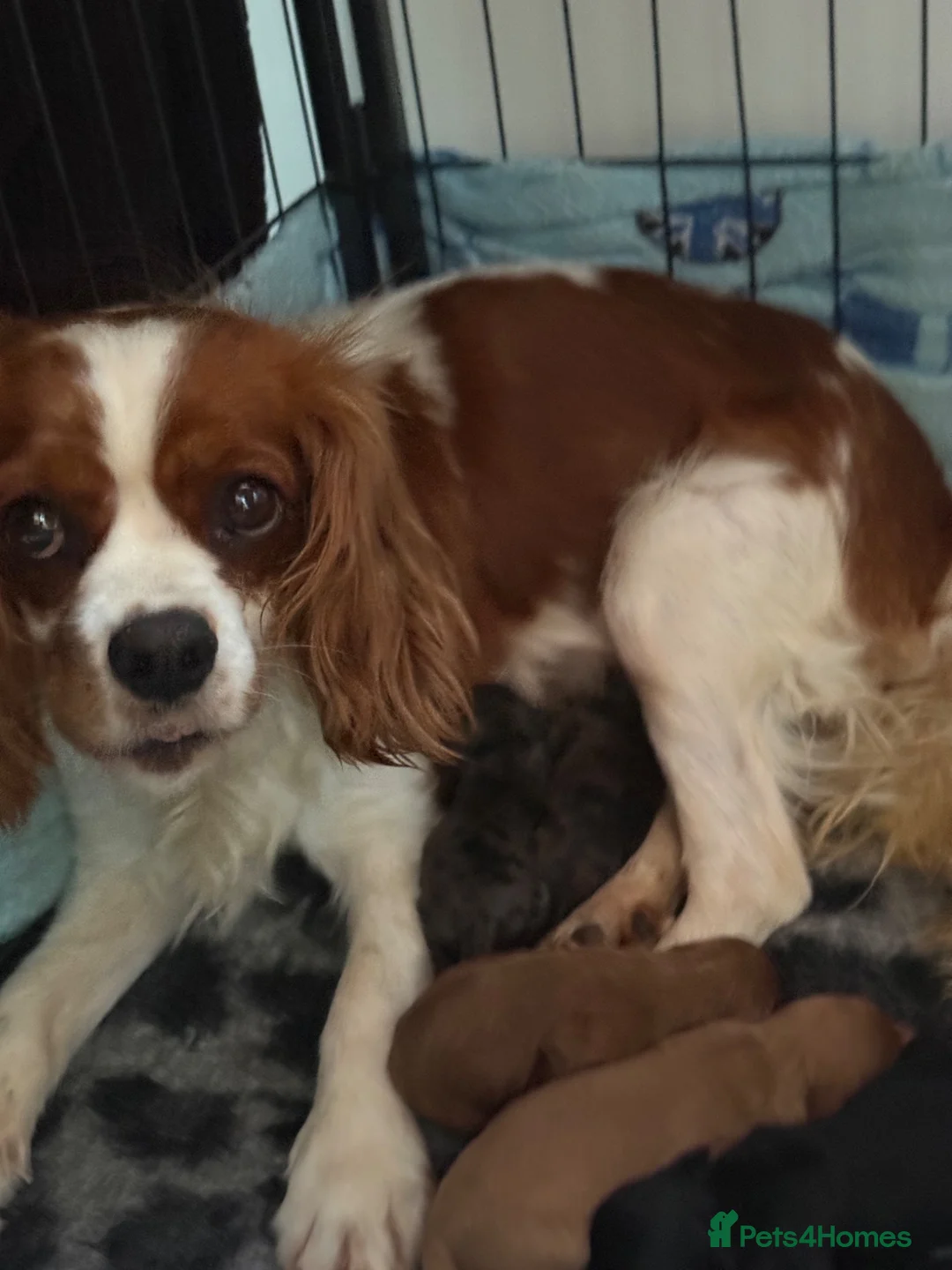 Cavapoo dogs for sale: F1 Cavapoo’s with Merles all Girls  - Advert 8