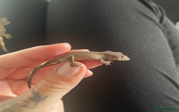 Gecko reptiles for sale: Baby Crested Geckos - Image 9