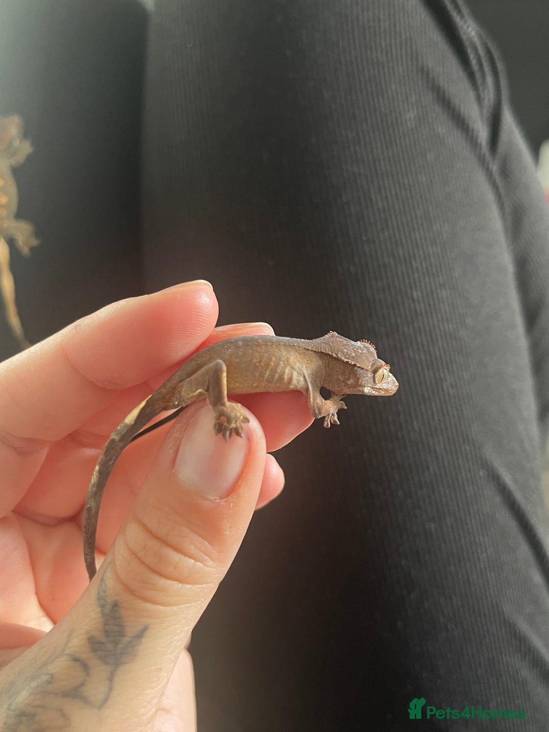 Gecko reptiles for sale: Baby Crested Geckos - Image 9