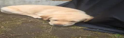 Labrador Retriever dogs for sale: Beautiful labrador for sale  - Advert 6