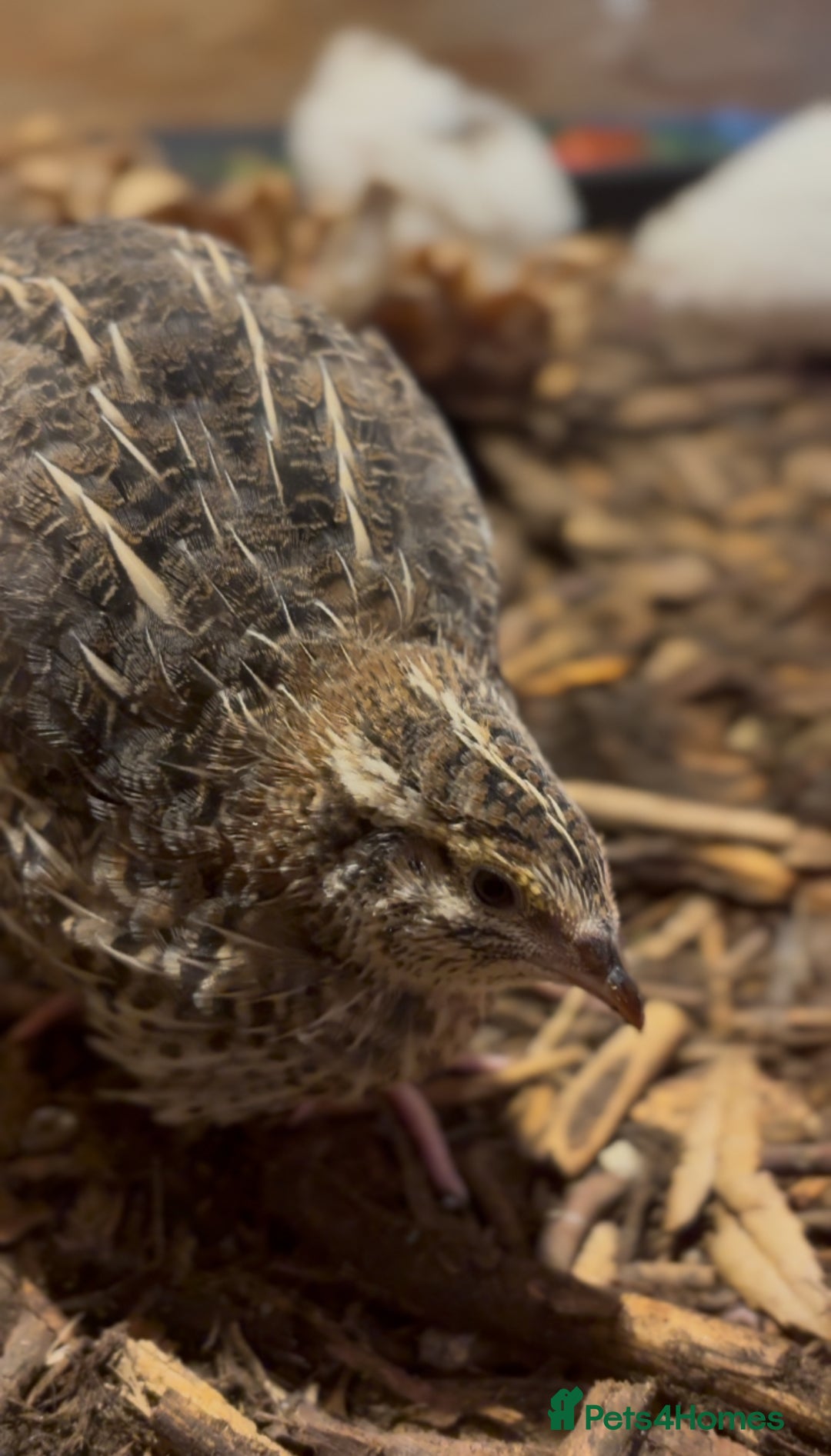 Mixed Breed birds for sale: Quail cotournix baby chicks - Advert 3