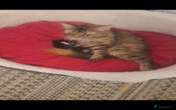 Norwegian Forest Cat cats for sale: Norwegian forest kittens - Image 10