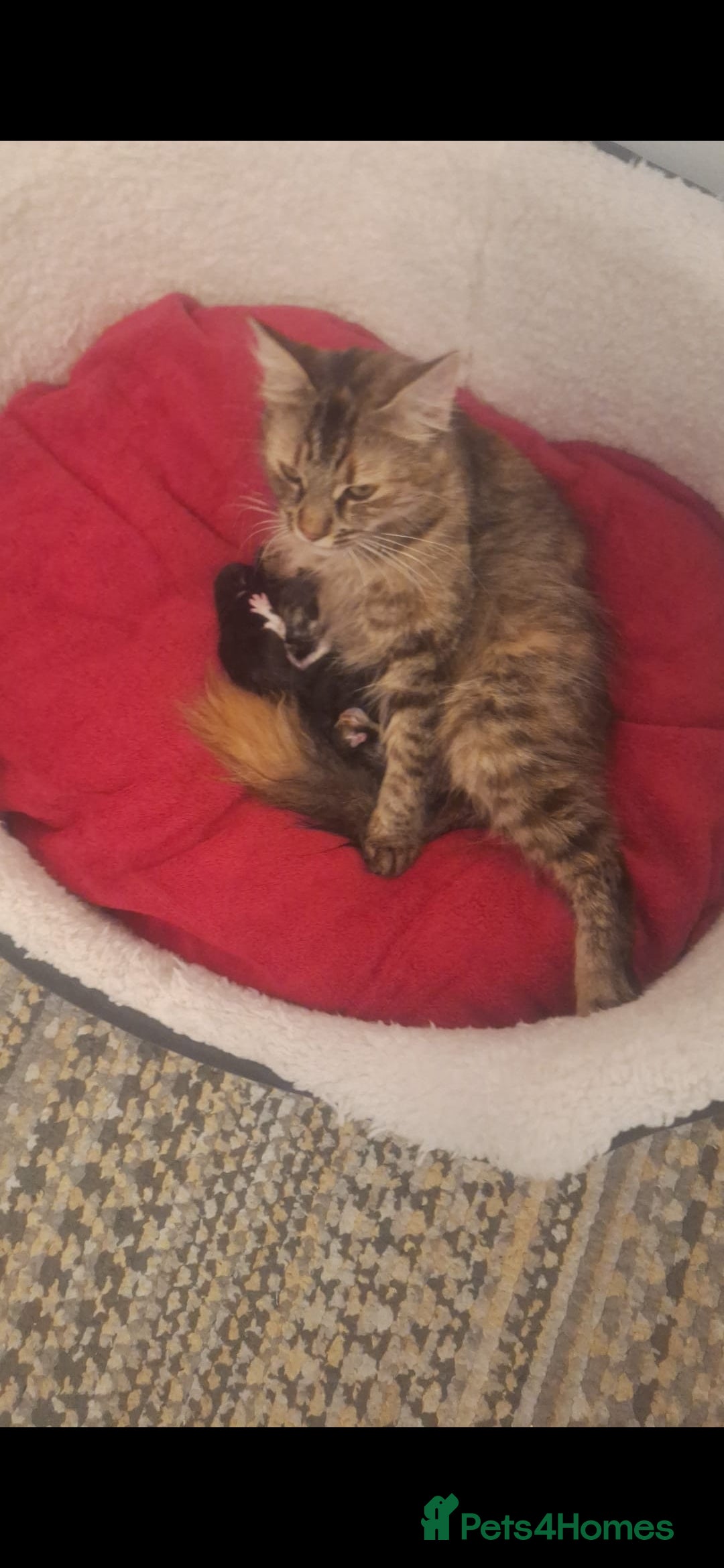 Norwegian Forest Cat cats for sale: Norwegian forest kittens - Image 10