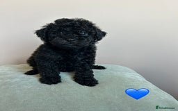 Cavapoo dogs for sale: 1 girl left 💕 f1b cavapoos ready now 🏡 - Image 18