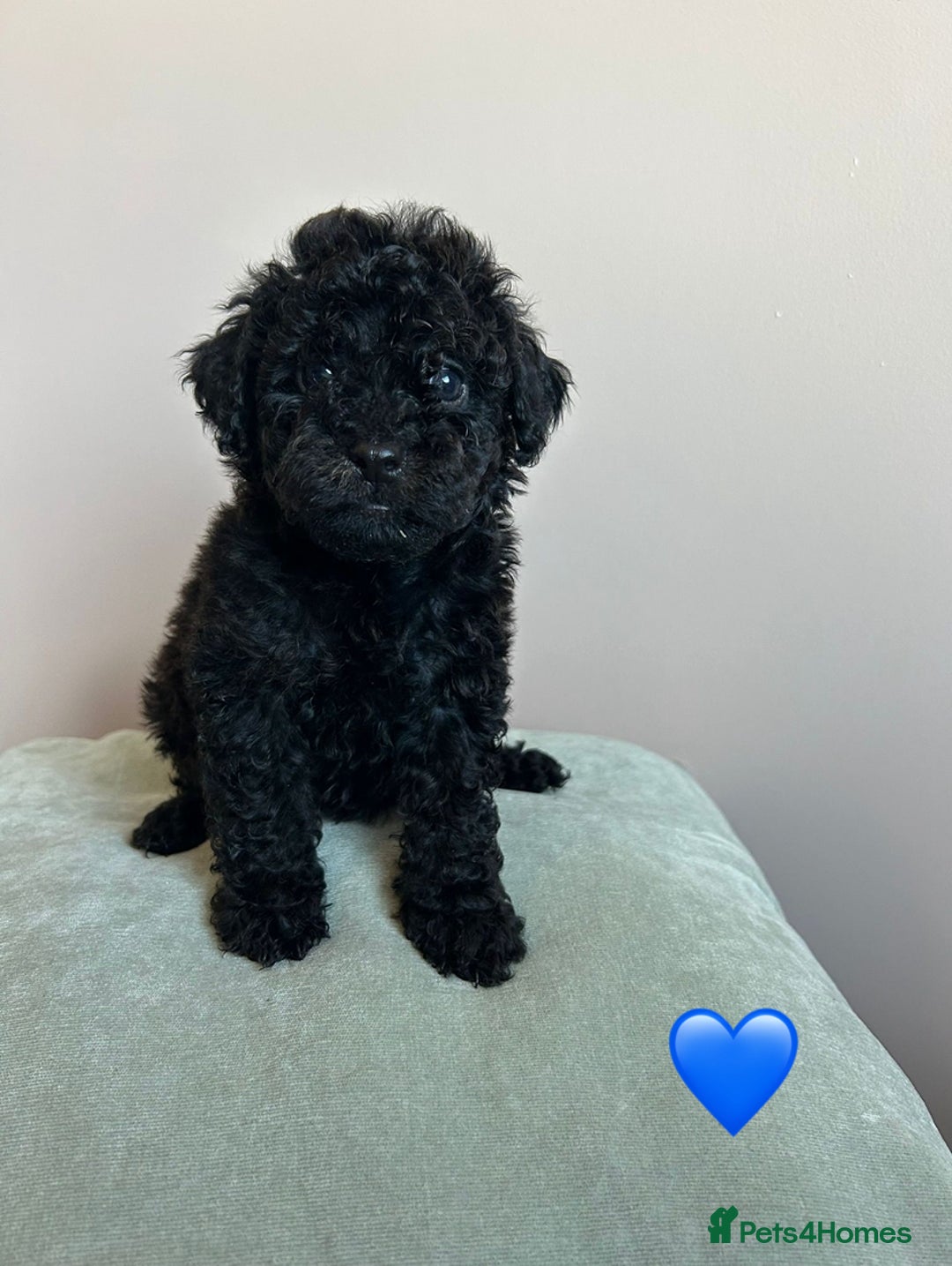 Cavapoo dogs for sale: 1 girl left 💕 f1b cavapoos ready now 🏡 - Image 18
