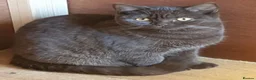 British Shorthair cats for sale: 2 adult girls  - Advert 2