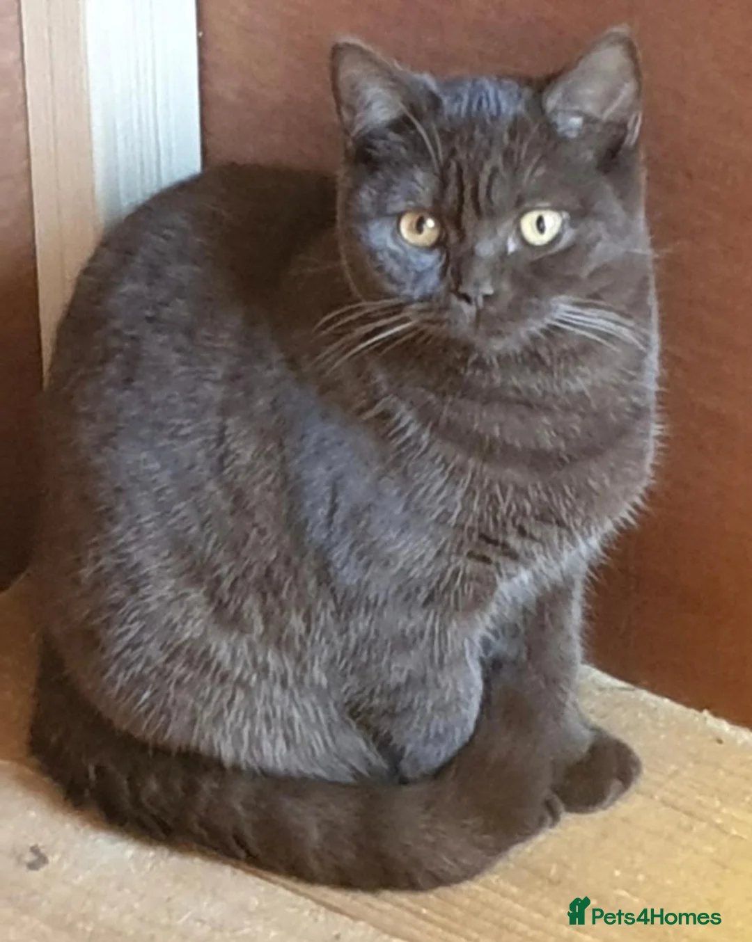 British Shorthair cats for sale: 2 adult girls  - Advert 2