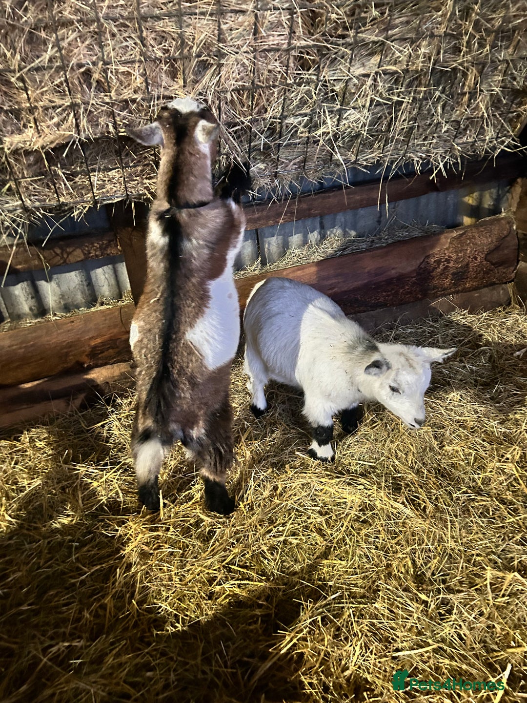 Goats livestock for sale: 2 pairs of gorgeous Pygmy Goat females - Advert 4