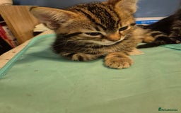 Mixed Breed cats for sale: 3 beautiful mixed girls - Image 3