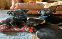 Border Terrier dogs for sale: Cheeky Little Border Terrier Puppies - Image 8