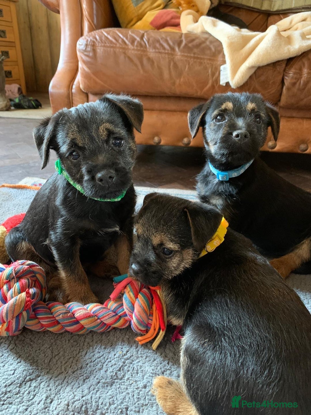 Border Terrier dogs for sale: Cheeky Little Border Terrier Puppies - Image 8
