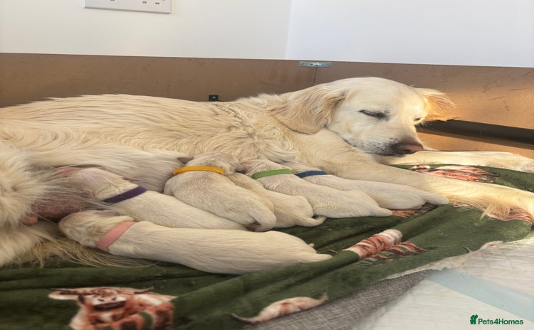 Golden Retriever dogs - Advert 6