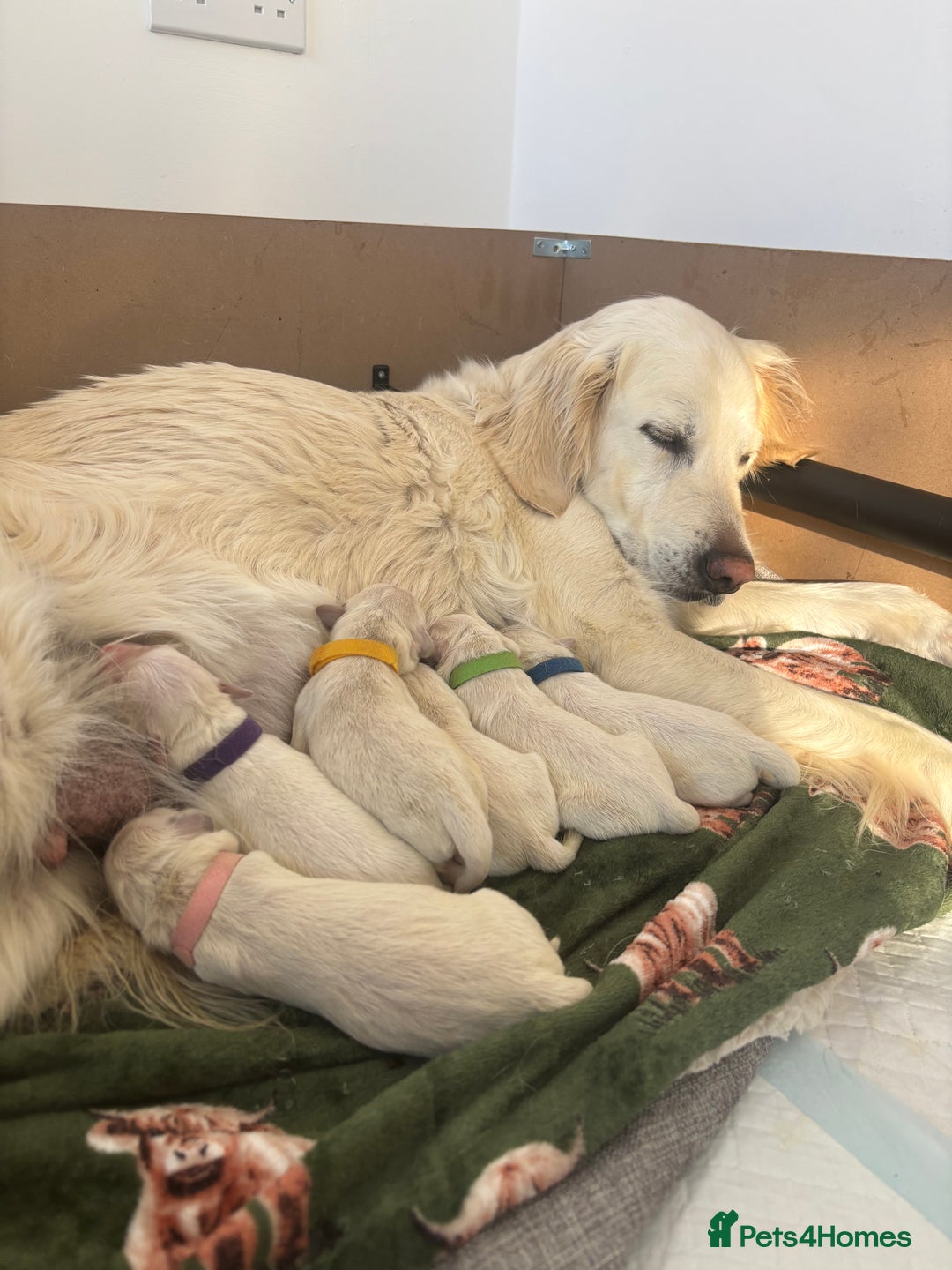 Golden Retriever dogs for sale: Golden Retriever Puppies - Image 1