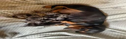 Miniature Dachshund dogs for sale: ADORABLE MINIATURE DACHSHUND PUPPIES - Advert 1