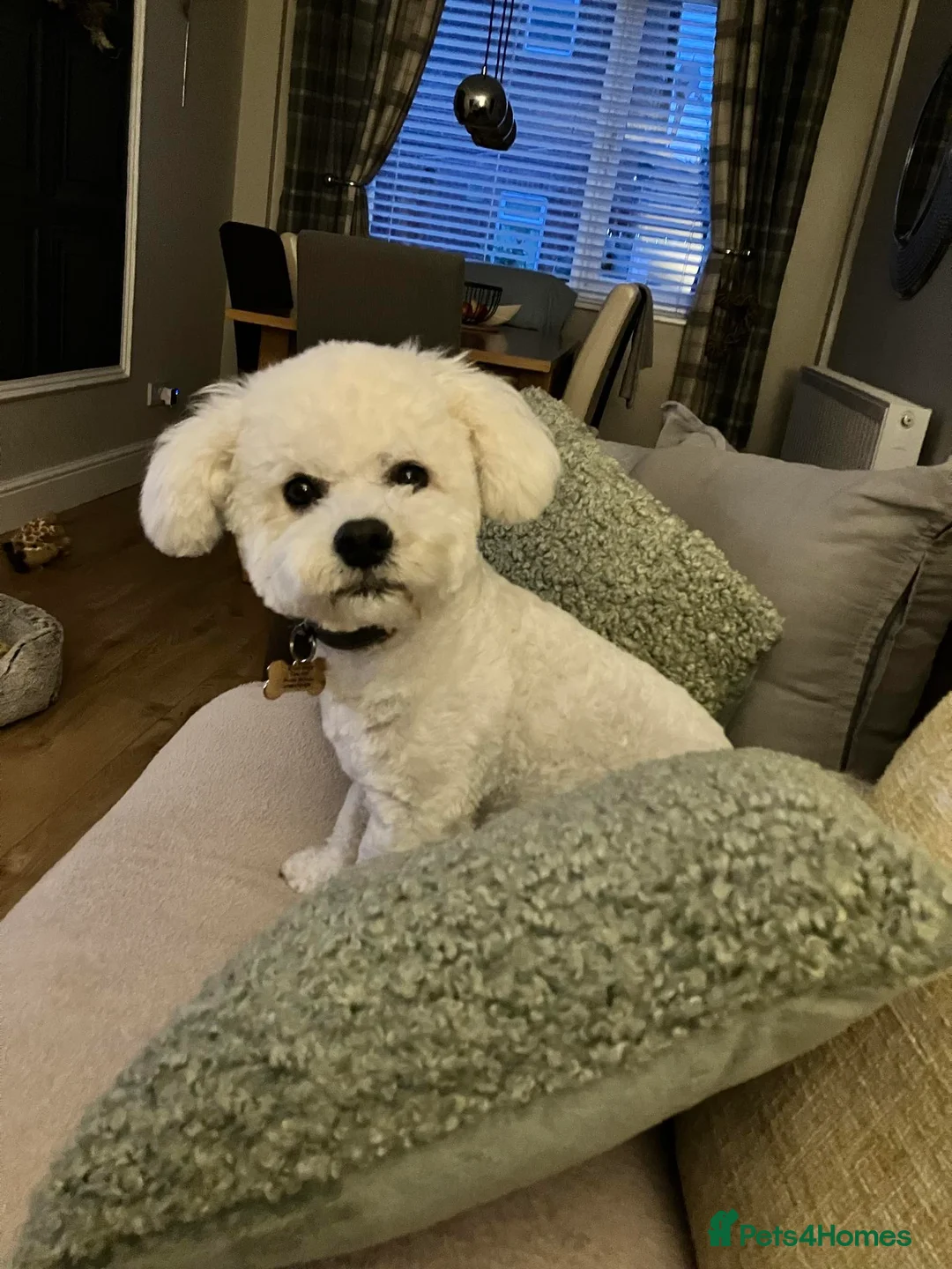 Bichon Frise dogs for stud: Bichon for stud - Advert 2