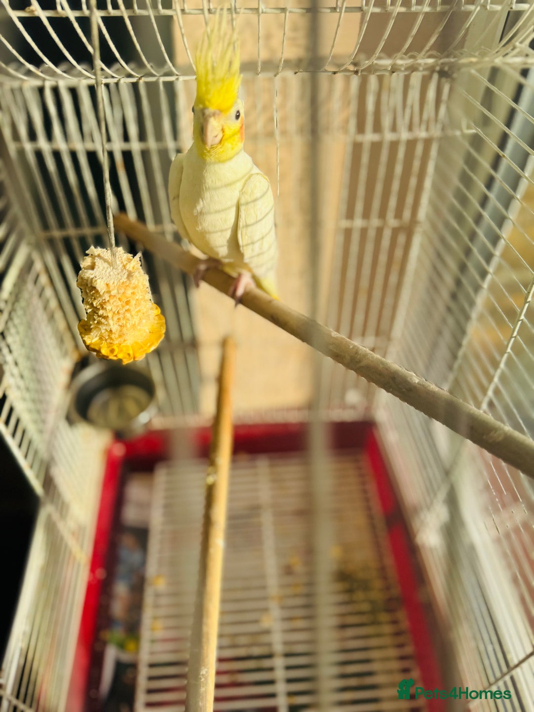 Mixed Breed birds for sale: Love birds and cockatiels Next - Advert 10