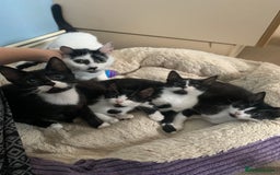 Domestic Shorthair cats for sale: Four 11 week old kittens - Image 9