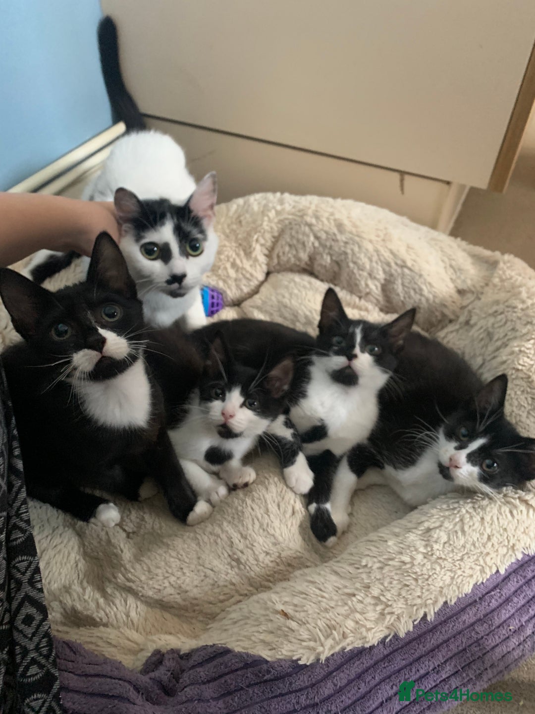 Domestic Shorthair cats for sale: Four 11 week old kittens - Image 9