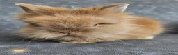 Lionhead rabbits for sale: Double maned lionhead bunnies 🐰  in Braintree - Advert 7