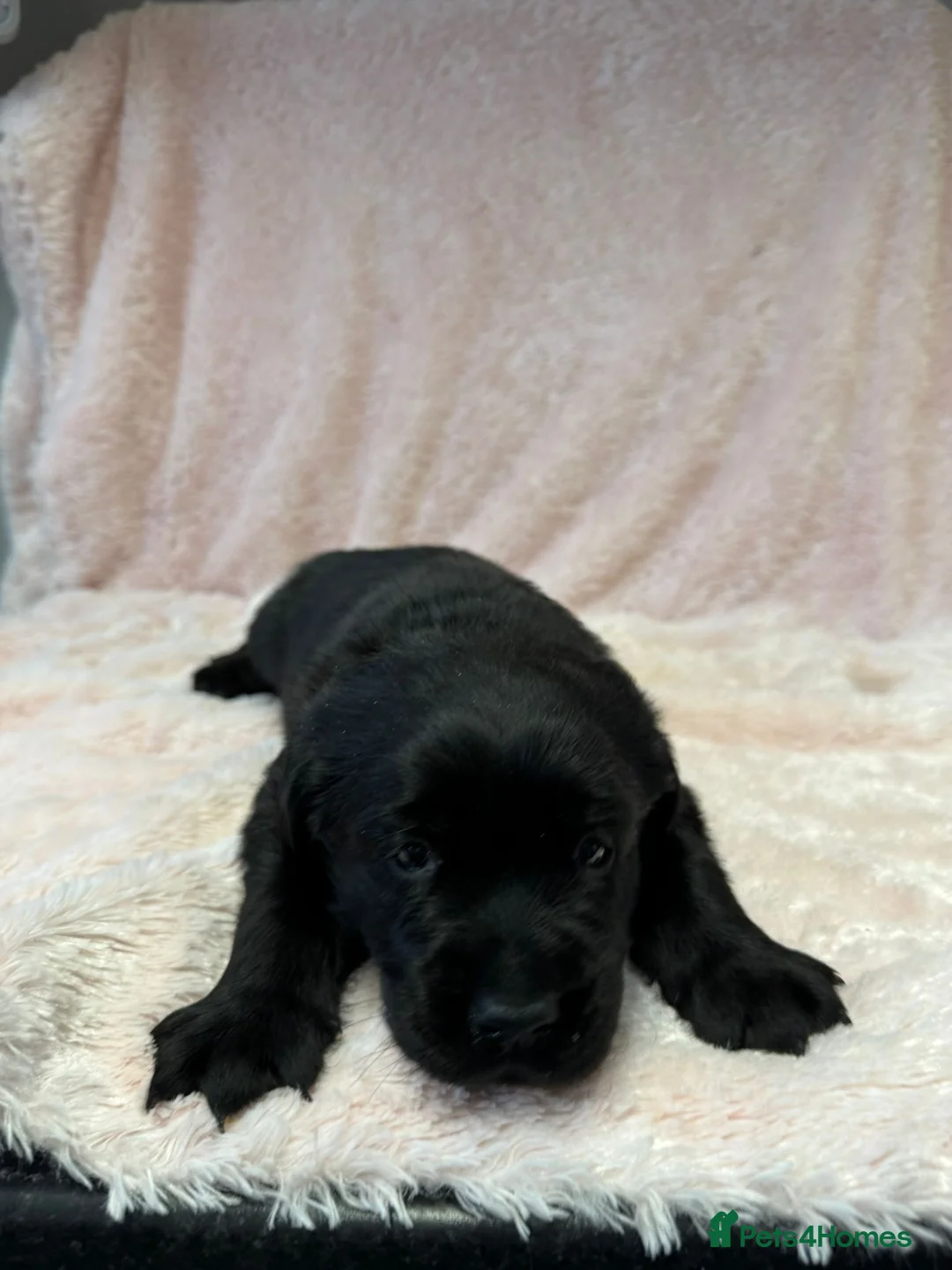 Goldador dogs for sale: 1 Gorgeous Black Goldador - now available - Advert 5
