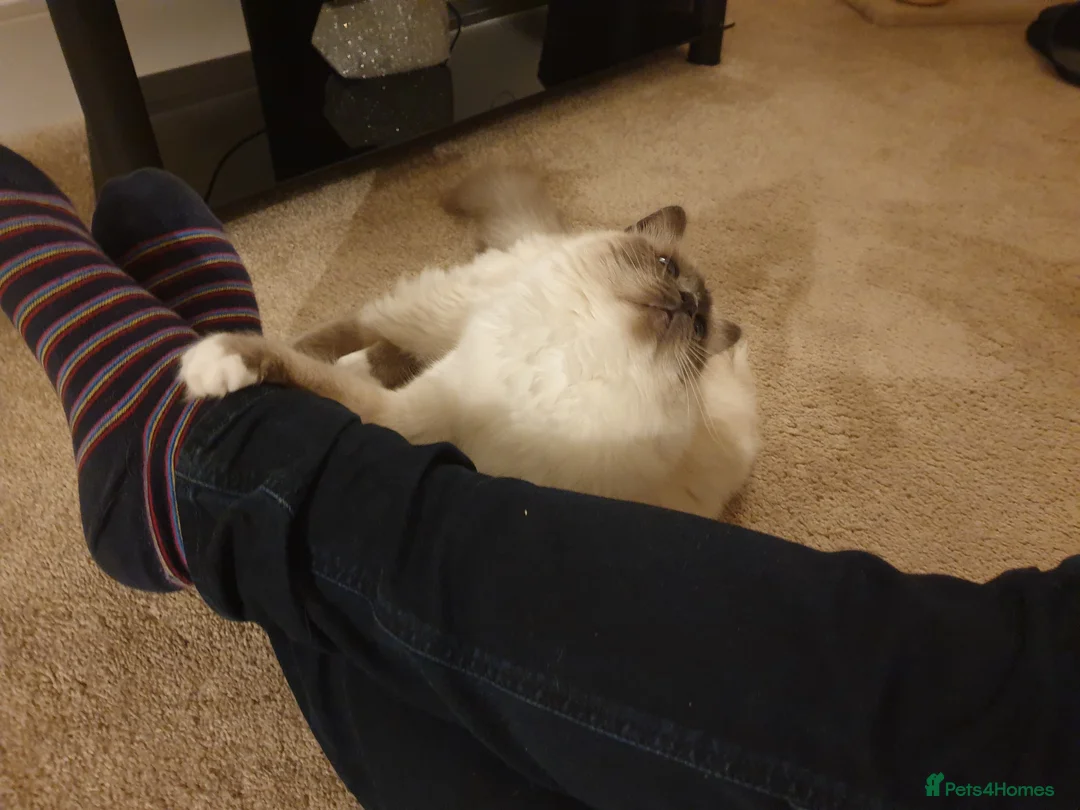 Birman cats for sale: Blue point speyed female looking for her new home - Advert 2