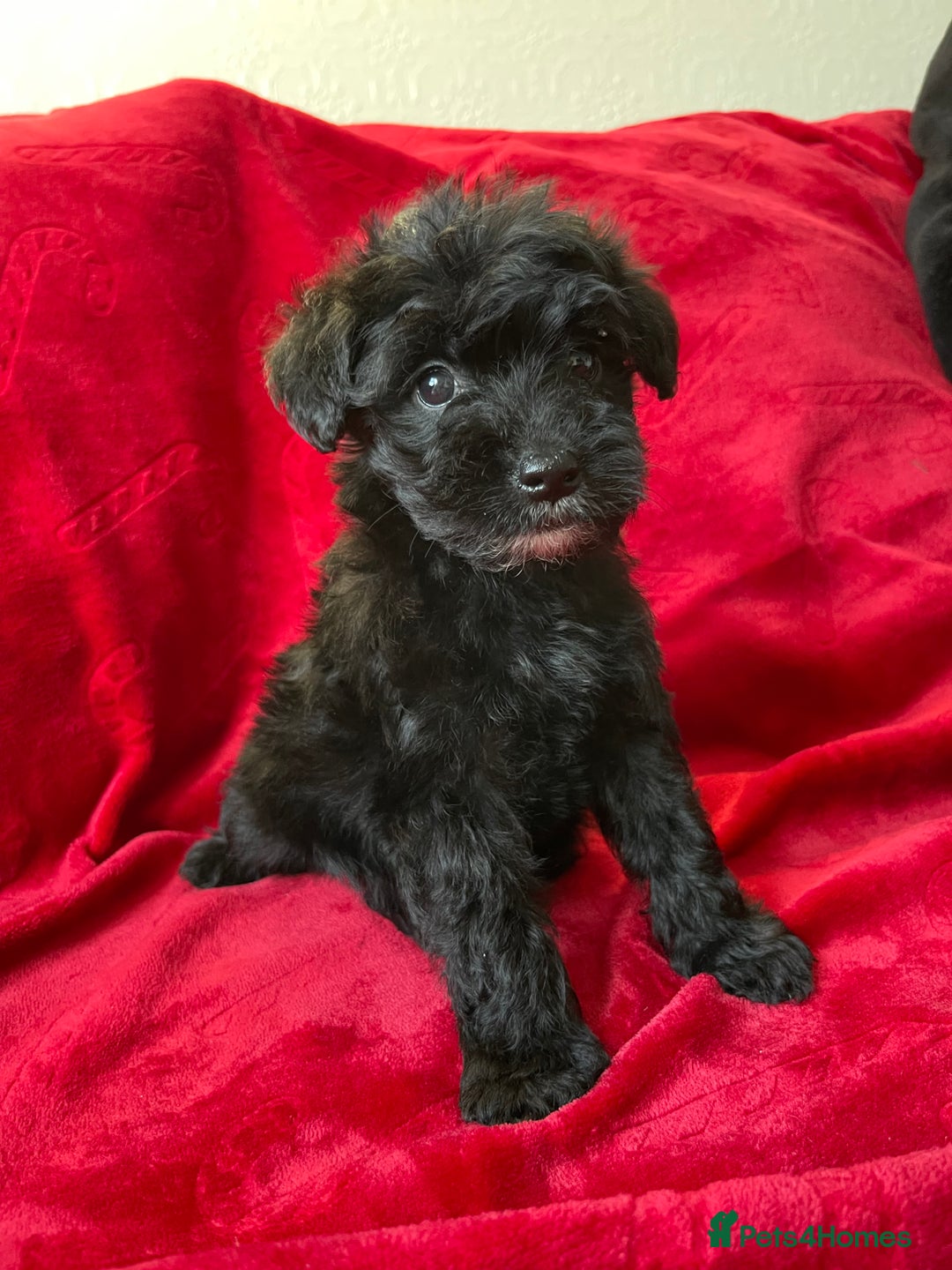 Yorkshire Terrier dogs for sale: Yorkshire terriers - Advert 19