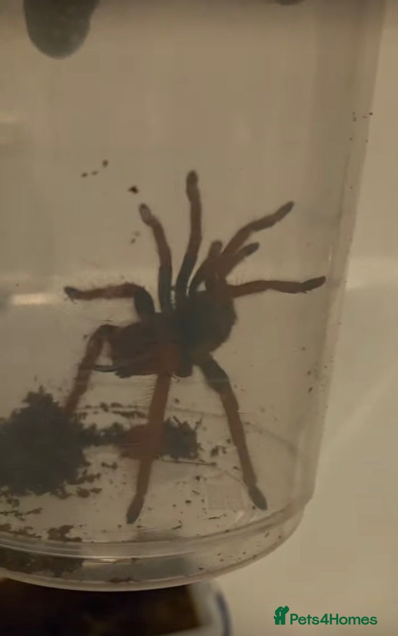 Tarantulas invertebrates Tarantula bundle - Advert 2