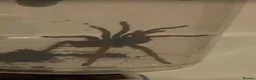 Tarantulas invertebrates for sale: Tarantula bundle - Advert 2