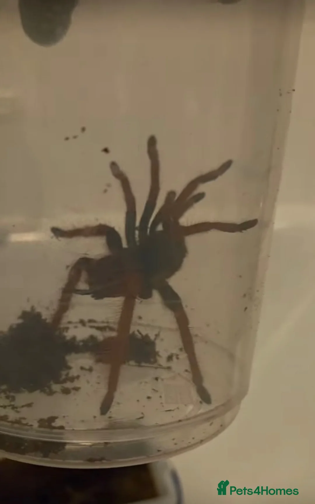 Tarantulas invertebrates for sale: Tarantula bundle - Advert 2