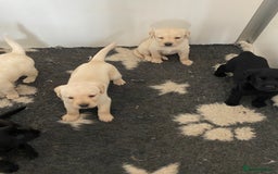 Labrador Retriever dogs for sale: Yellow and Black Labrador puppies  - Image 13
