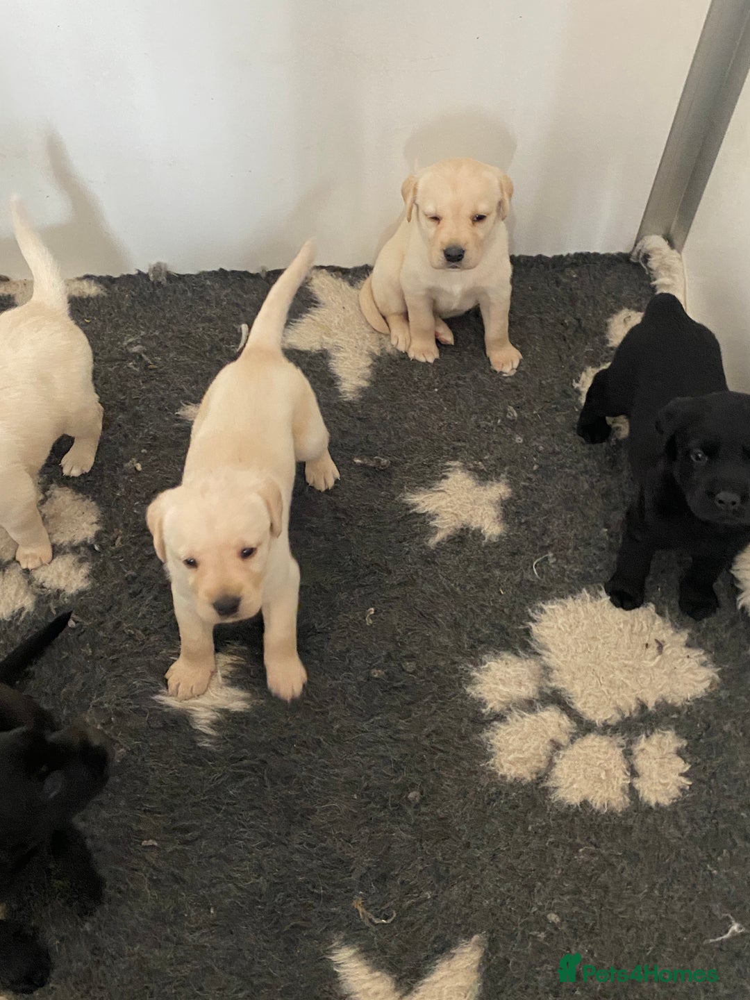 Labrador Retriever dogs for sale: Yellow and Black Labrador puppies  - Image 13