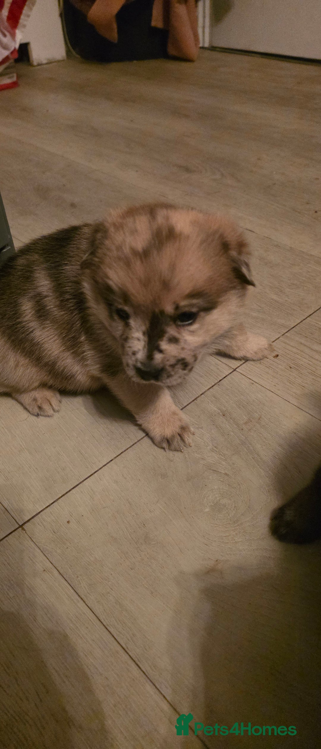 Mixed Breed dogs for sale: Adorable Merle Chowski's for sale  - Advert 9