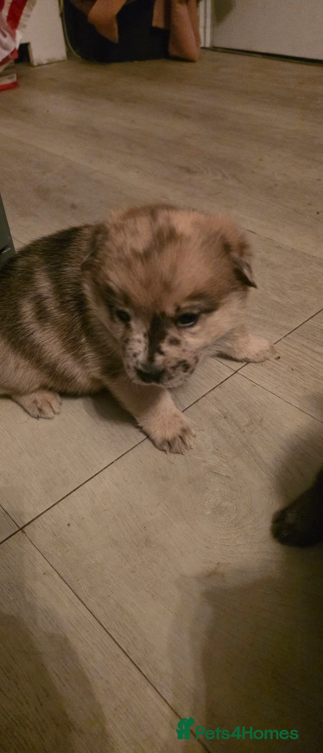 Mixed Breed dogs for sale: Adorable Merle Chowski's for sale  - Advert 19