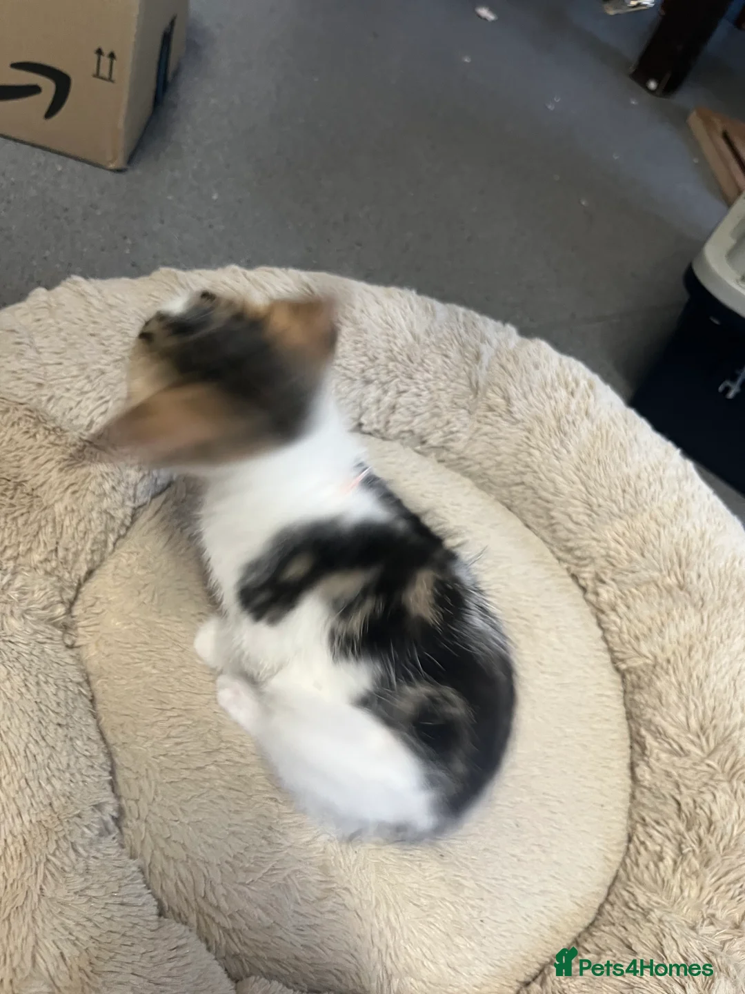 Mixed Breed cats for sale: Stunning 8 week old Mixed Breed Female kittens - Advert 7