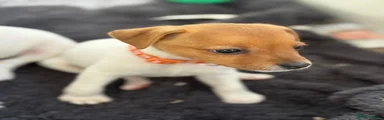 Orange Collar Girl