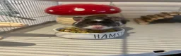 Hamster rodents for sale: Female Syrian Hamster for sale inc full set up,  in Lancaster - Advert 7