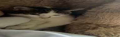 Domestic Shorthair 3